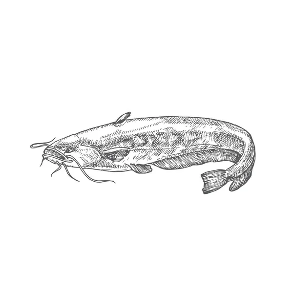 Catfish mão desenhada Doodle Vector Ilustração. Abstract River or Lake Fish Sketch (em inglês). Gravura Estilo Desenho. — Vetor de Stock