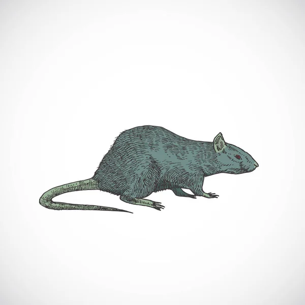 Dibujado a mano colorido Halloween Scary Crawling Rat Vector Illustration. Resumen Animal Sketch. Dibujo de estilo Doodle de vacaciones. — Archivo Imágenes Vectoriales