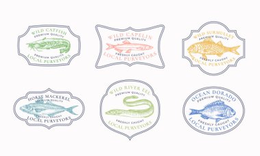 Vintage Frame Rozetleri veya Logo Şablonları Ayarlandı. Catfish, Capelin, Horse Mackerel, Surmullet, vs. Çizimler var. El Kaplama Nehri ve Okyanus Balığı Kalıbı Retro Typography ile amblem paketi. İzole edilmiş