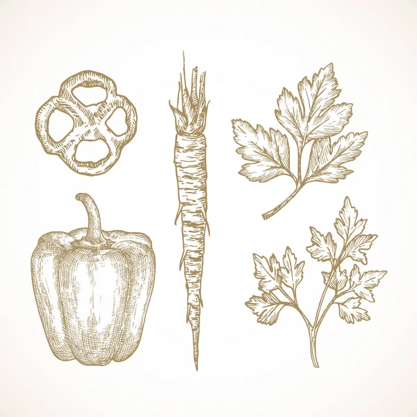 Coleção de ilustrações de vetor de vegetais e ervas desenhadas à mão. Folhas de salsa e Root e Bell Pepper Sketches Set. Doodles de comida natural. Isolados — Vetor de Stock