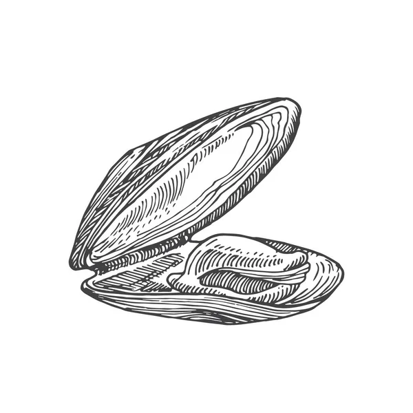 Handritad Öppen Mussel Shell vektor Illustration. Abstrakt Skiss av skaldjur. Mollusk gravyr stil ritning. Isolerad — Stock vektor