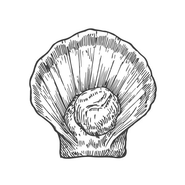 Desenhado à mão ilustração do vetor de Shell Scallop aberto. Resumo Esboço de frutos do mar. Molusco Gravura Estilo Desenho. Isolados —  Vetores de Stock