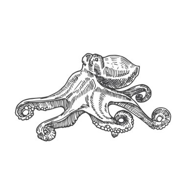 El çizimi Ahtapot Vektör İllüstrasyonu. Soyut deniz ürünleri çizimi. İşleme stili çizim. İzole edilmiş