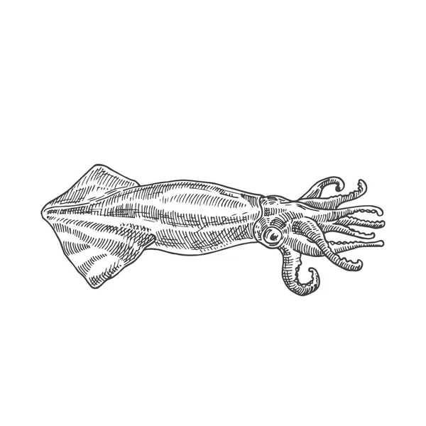 Handritad Seafood vektor Illustration. Abstrakt Top View Squid Sketch. Gravyr stil ritning. Isolerad — Stock vektor