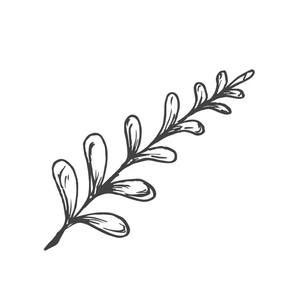 Blomma Branch Hand Ritade Doodle Vector Illustration. Blommig skiss stil ritning. Isolerad — Stock vektor