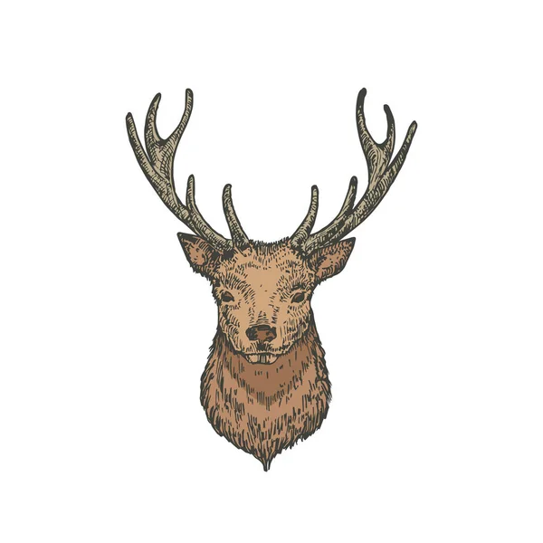 핸드 드래프트 크리스마스 라이노 (Hand Drawn Christmas Reindeer) 또는 더 헤드 컬러 벡터 일러스트레이션 (Deer Head Color Vector Illustration). 동물의 얼굴을 자세하게 관찰 한다. 겨울 홀리데이 (Winter Holiday Engraving Style). 고립됨 — 스톡 벡터