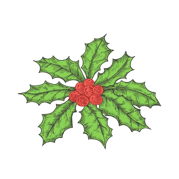 Disegnato a mano Natale Holly lascia Bunch con bacche colore vettoriale Illustrazione. Schizzo astratto. Disegno stile incisione vacanza invernale. Isolato — Vettoriale Stock