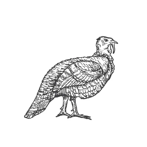 Belföldi pulyka kézzel rajzolt vektor illusztráció. Absztrakt belföldi baromfi madár vázlat. Gravírozás stílus rajz. Elszigetelt — Stock Vector
