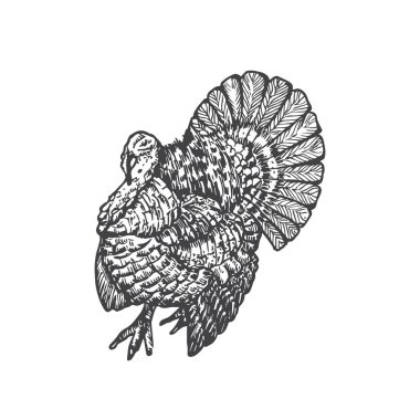 Büyük Kuyruk El Çizim Vektörü İllüstrasyonlu Türkiye. Soyut Evcil Kümes Hayvanları Kuşu Çizimi. İşleme stili çizim. İzole edilmiş