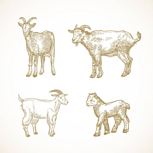 Animales domésticos dibujados a mano Vector Illustrations Set. Cabras y Goatlings Sketches Collection. Dibujos estilo grabado. Aislado — Archivo Imágenes Vectoriales