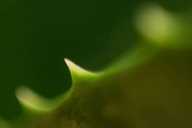 Bahçedeki yeşil aloe bitkisinin makrosu