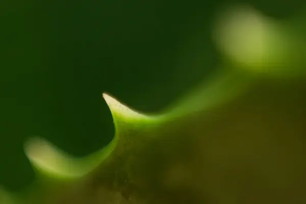 Macro Planta Aloe Verde Jardín —  Fotos de Stock