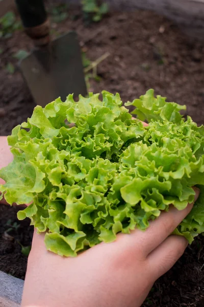 Las Manos Recogiendo Una Lechuga Verde Fresca Del Suelo — Foto de Stock