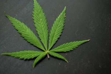 Siyah ahşap bir yüzey üzerinde yeşil kesilmiş kenevir yaprağı 