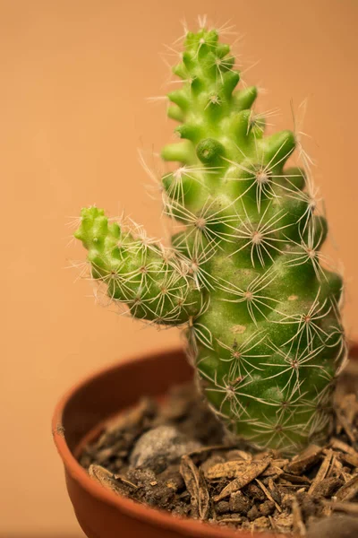 Gros Plan Petit Cactus Vert Dans Pot Plantes Avec Fond — Photo