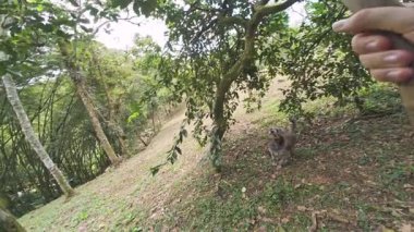 Çiftçinin köpeğiyle meyve toplaması, yamaçta bir tane yakalaması, kırsal yaşam taşıması ve hasat çalışması gibi kişisel bakış açısı.