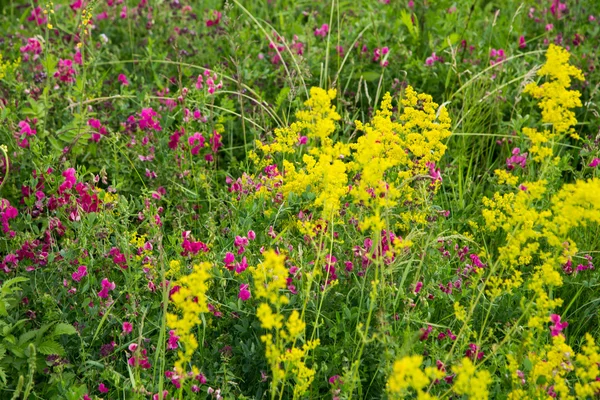 Wildflowers — Stock Photo, Image