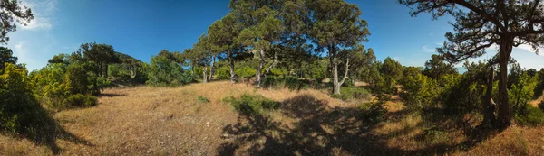 Reserva "Utrish". Bosque ligero de enebro . — Foto de Stock