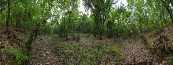 Natuurreservaat "Utrish". Licht bos. — Stockfoto