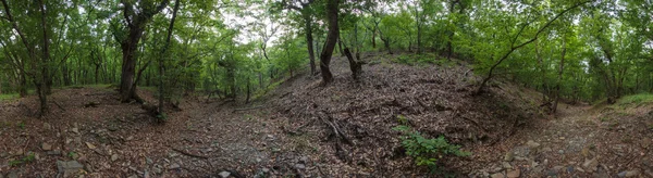 Naturreservatet ”Utrish”. Ljus skog. — Stockfoto