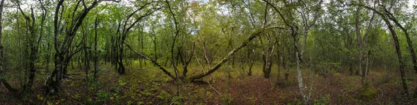 Natural reserve "Utrish". Light forest. — Stock Photo, Image