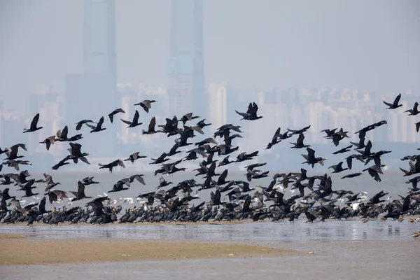 Aves en vuelo en la frontera de Hong Kong con antecedentes de la ciudad —  Fotos de Stock