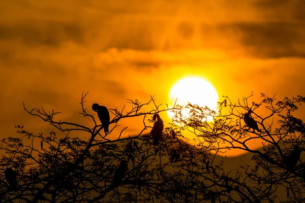 Silhouette Of Great Cormorant with Rising Sun — Stock Photo, Image