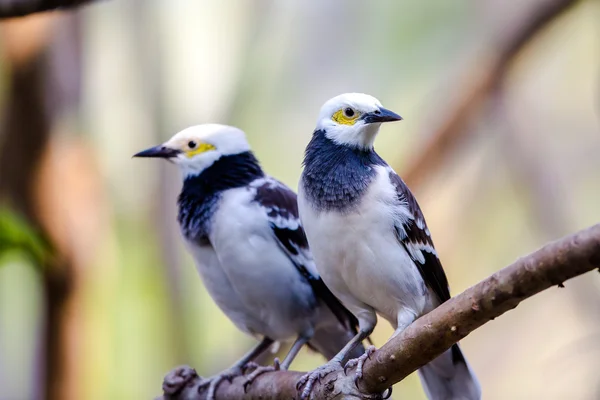 Svarthalsad Starling sittande på träd — Stockfoto