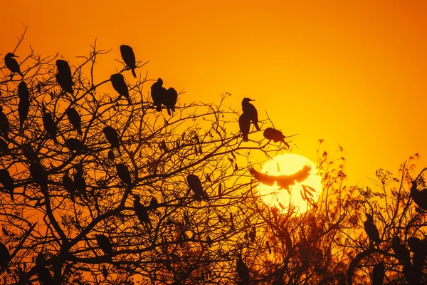 Silhouette Of Great Cormorant with Rising Sun — Stock Photo, Image