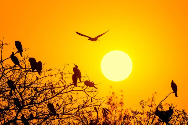 Silhouette Of Great Cormorant with Rising Sun — Stock Photo, Image