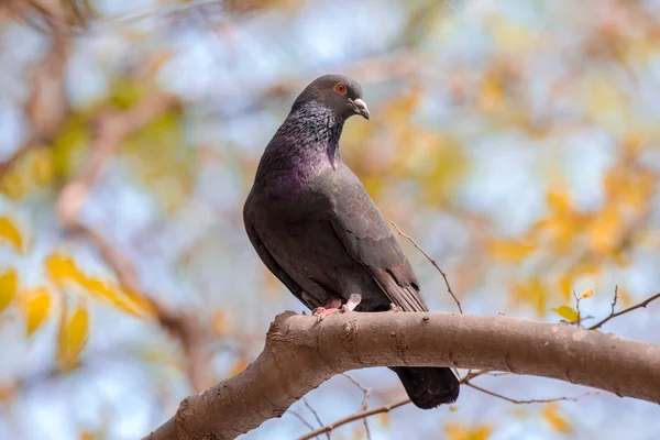 Feral Pigeon perching on tree — Stock Photo, Image