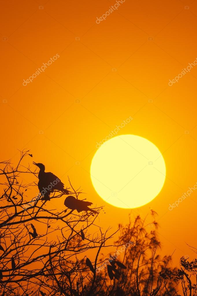 Resultado de imagen de imagen del sol naciente