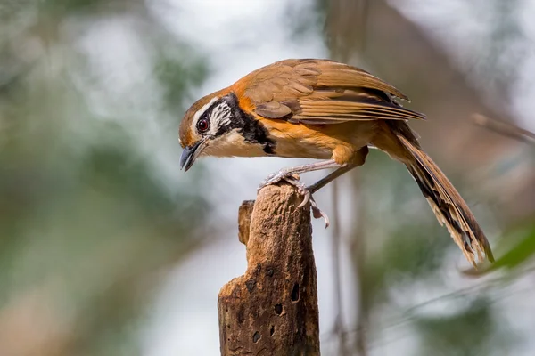 Większa Necklaced Garrulax (Garrulax pectoralis) poszukuje żywności — Zdjęcie stockowe