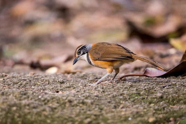 Greater Necklaced Laughingthrush (Garrulax pectoralis) looking for food — Stock Photo, Image