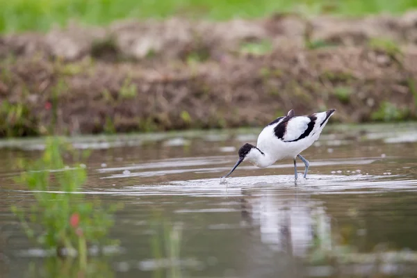 Portret ptak - Pied Avocet (Recurvirostra avosetta) — Zdjęcie stockowe