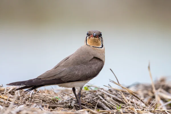 鳥 - オリエンタル Prantincoles (Glareola maldivarum の肖像画) — ストック写真
