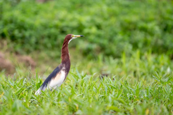 Kinesiska Pond häger (Ardeola bacchus) - häckningsdräkt — Stockfoto