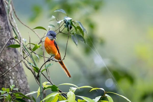 緑の背景の木に止まった灰色のど吸 (Pericrocotus solaris) ストック写真