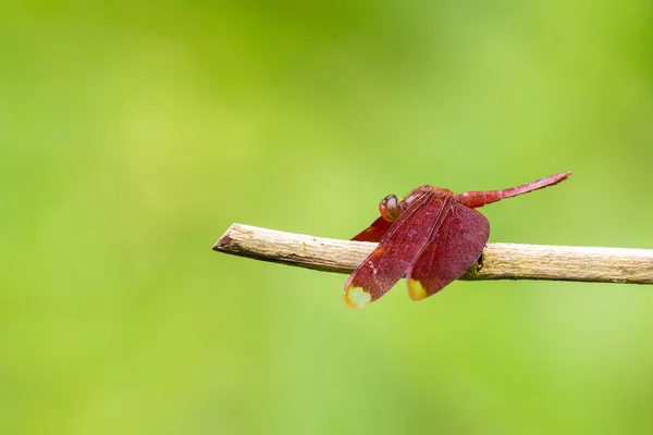 Portret ważki - rdzawe Percher (Neurothemis fulvia) — Zdjęcie stockowe