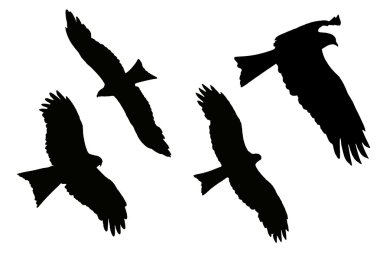 Eagles - siyah uçurtma silüeti