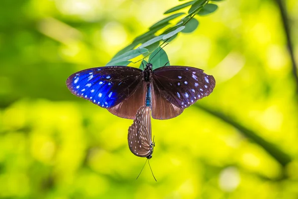 Butterfly mating on tree - Striped Blue Crow Butterfly — Stock Photo, Image