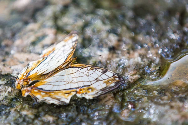 Wspólne mapwing wody pitnej na ziemi — Zdjęcie stockowe