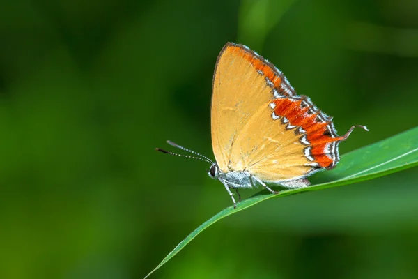 Purple Sapphire perching on plant — Stock Photo, Image