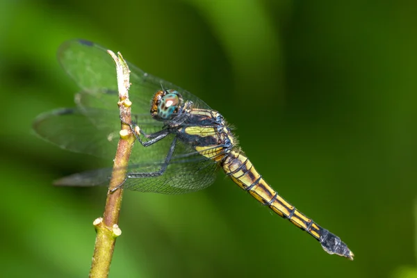 蜻蜓-深红色 dropwing (男的肖像) — 图库照片