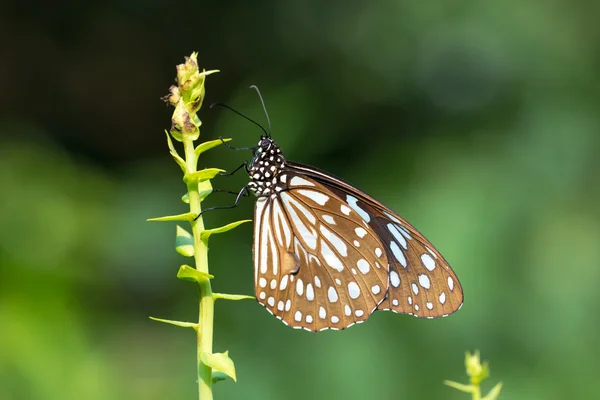 Blue Tiger drinking on plant — Stock Photo, Image