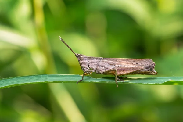 Kobylka na list — Stock fotografie