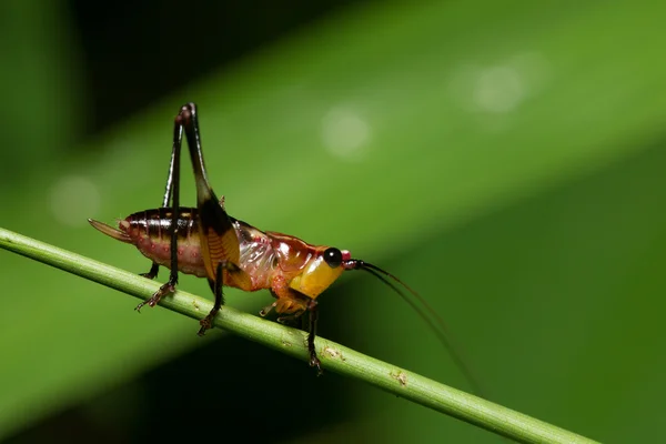 Heuschrecke auf Blatt — Stockfoto