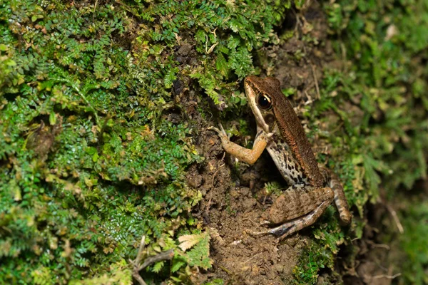 Portrait de grenouille - Grenouille à larges plis — Photo