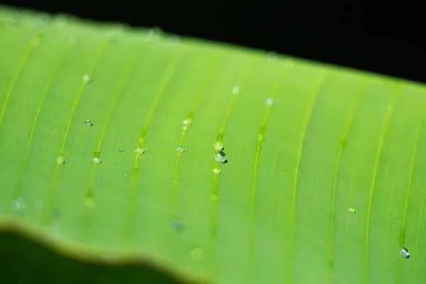 Зеленый лист с капельками дождя — стоковое фото