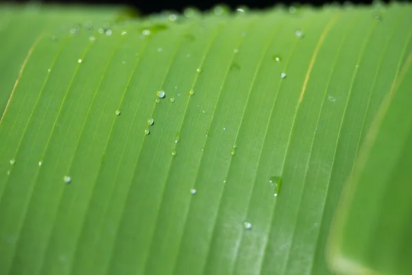 Зеленый лист с капельками дождя — стоковое фото